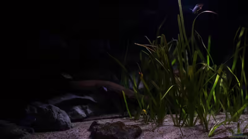 ein weiteres Bild aus der Uferzone in der Dämmerung!! von AjakAndi (20)