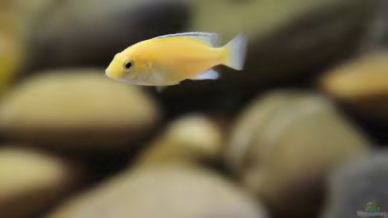 Ein weiteres Jungtier von meinen Yellows von Richy (32)