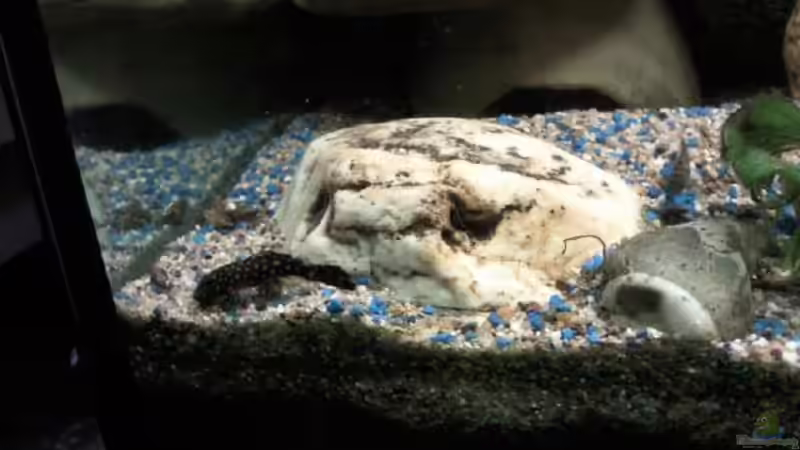 Ein Wels beim Fressen. von mikael38 (28)