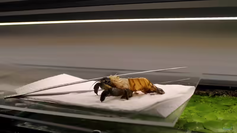 ein wenig gruselig... von die Perle... (53)