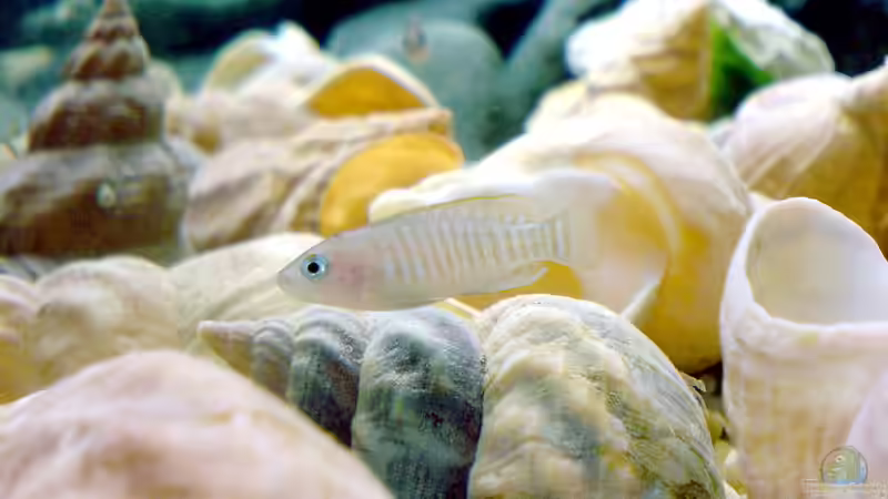 Ein wenig speziell: Brutverhalten bei Buntbarschen