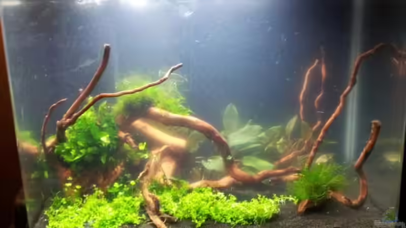 Ein wenig trübe... von feuervogel-82 (5)