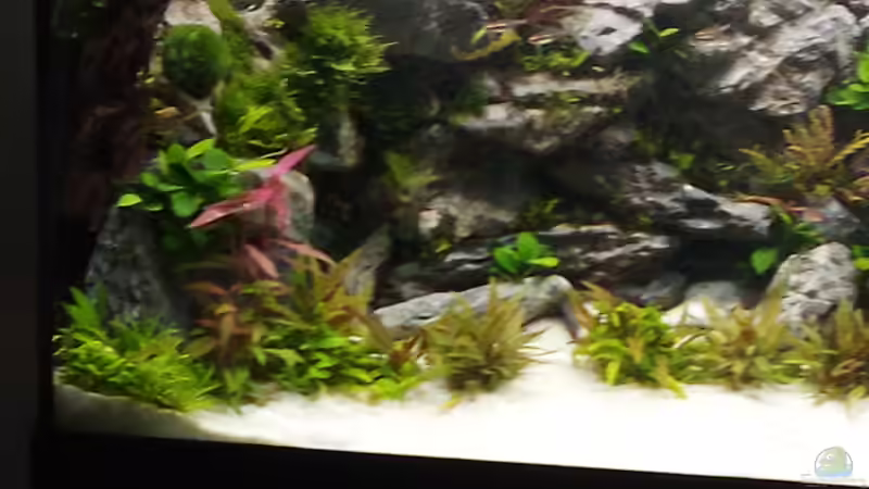Ein wenig unscharf, die Glühlichtsalmler sind sehr schnell und kaum auf Bild zu bannen. von Sese (8)