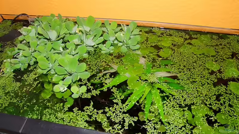 Ein Wunder manchmal, dass da noch Licht unten ankommt- wobei die Wasserlinsen bei von Denise83 (9)