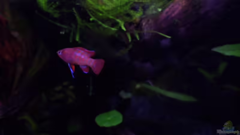 Ein wunderschöner Dario dario (15.06.09) von Basti FFM (4)