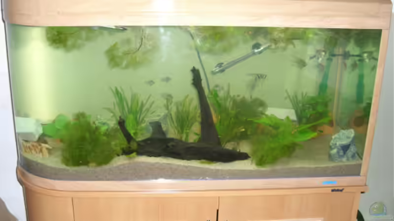 Ein Wunderschönes Becken von der form