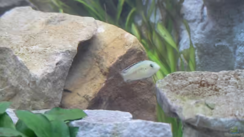 ein yellow ? sollte eigentlich auch ein Perlmutt sein von Tropicmarin (12)