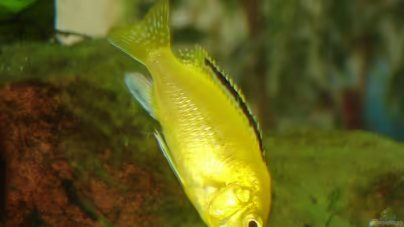 Ein Yellow auf der ´Weide´ von Roadrunner 68 (44)