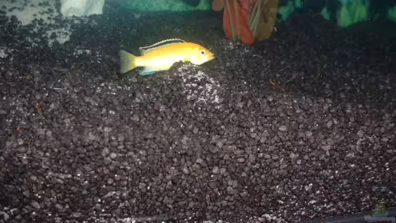 ein Yellow so hübsch wie er im buche steht (-: vor dem Lochgestein von Detlef Hasselbach (22)