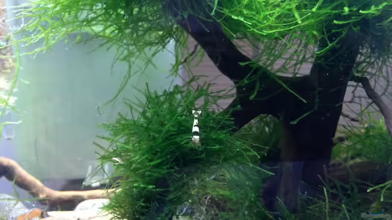 Ein Zuchtaquarium für Garnelen einrichten