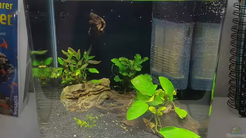 Ein Zuchtaquarium für Garnelen einrichten