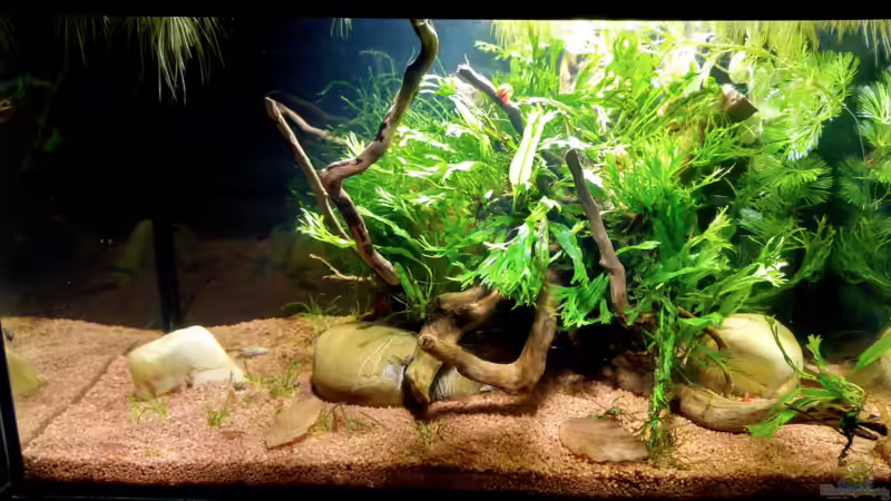 Ein Zuchtaquarium für Garnelen einrichten