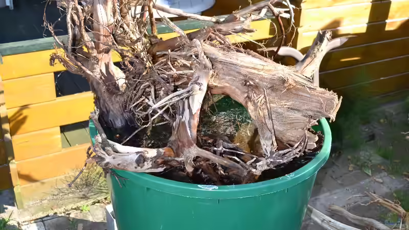 Ein zweites mal Wurzelbehandlung: Diesmal werden die neuen Wurzeln im Salzbad gewässert, von GGuardiaNN (42)