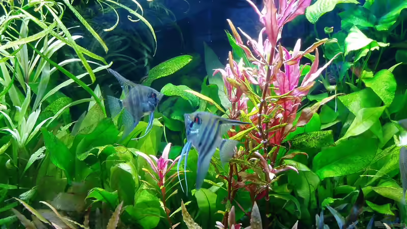 Ein zweites Paar Pterophyllum scalare hat sich gefunden von Reiner Dr. Med. Jesse (80)