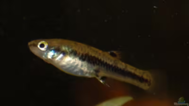 Ein Zwerg aus Nordamerika