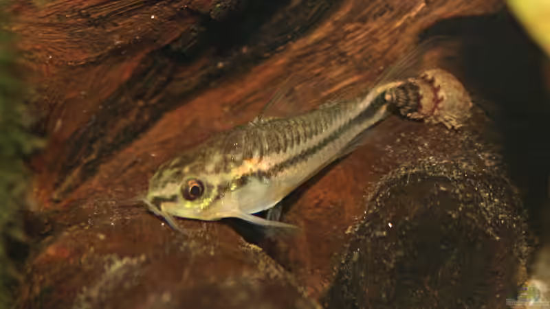 Aquarien für Corydoras pygmaeus (Zwergpanzerwels)