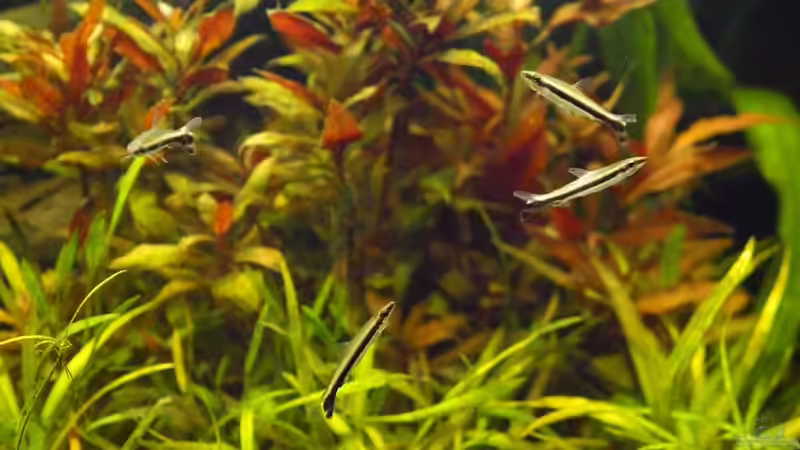 Nannostomus unifasciatus im Aquarium halten (Einrichtungsbeispiele für Einbinden-Ziersalmler)