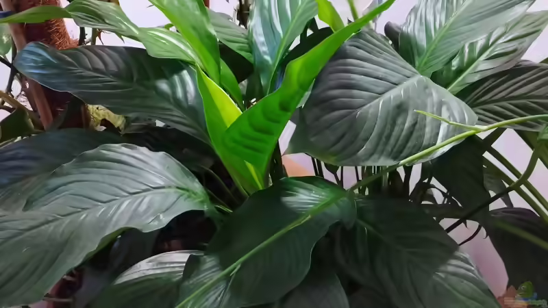 Einblatt (Spathiphyllum)