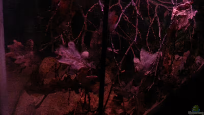 Einblick in die linke Beckenseite 16.05.2013 von Südamerikafreak BK (19)