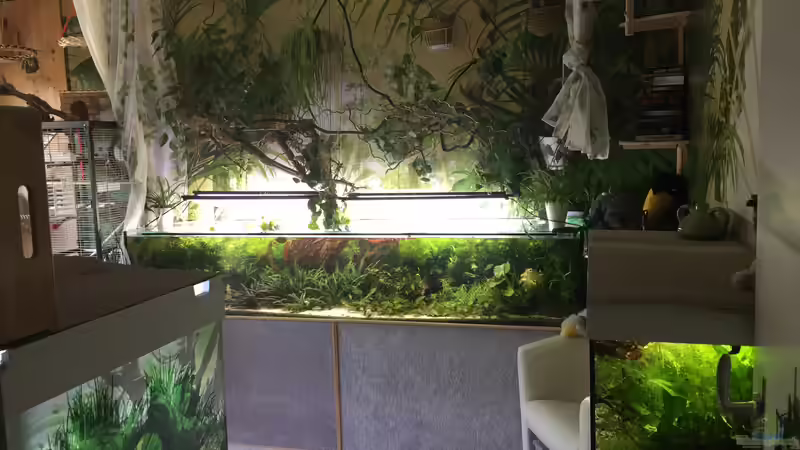 Einblick ins jetzige Zimmer von Botia (7)