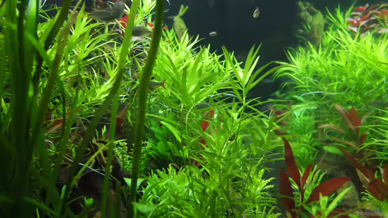 Einblick links von axolotl (11)