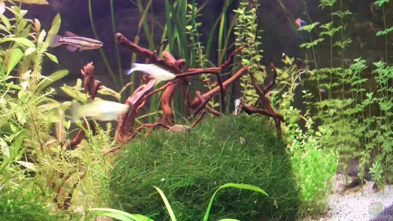 Einblick rechte Beckenhälfte von Michael Hellberg (2)