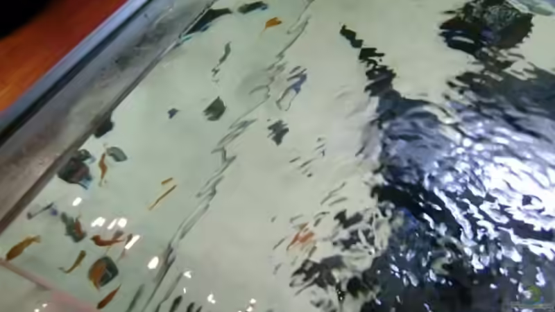 Einblick von hinten links von Mbunafan (7)