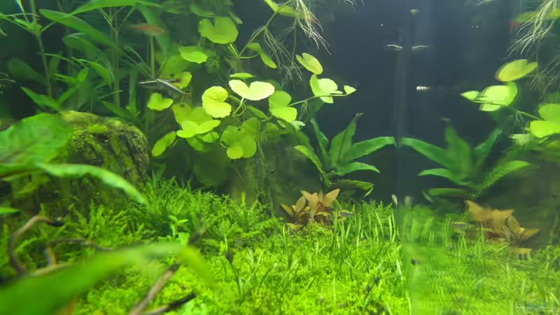 Einblick von links von axolotl (11)