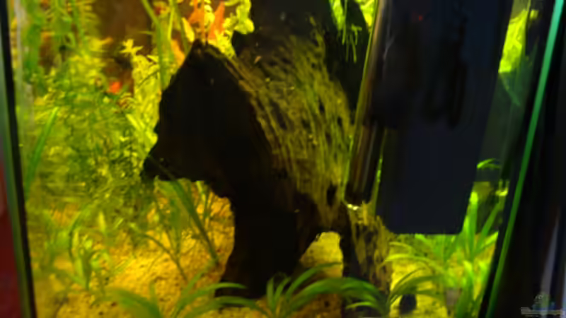 Einblick von recht in das Becken von B1gT4nk (8)