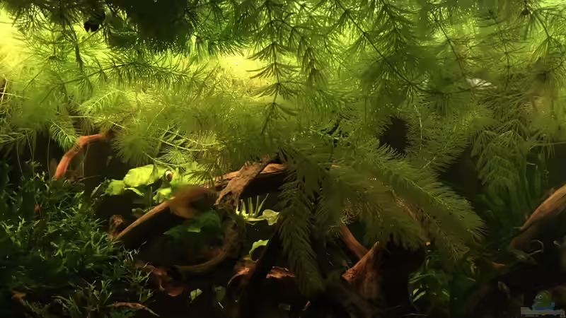 Einblicke  von Ottche (12)