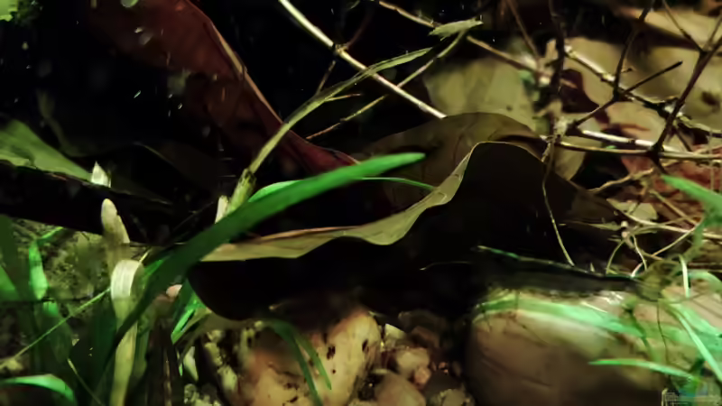 Einblicke von Amazonas (30)