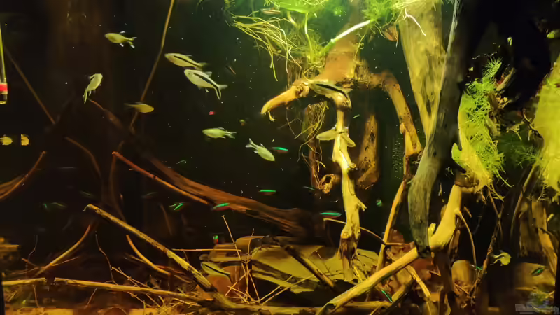 Einblicke von Amazonas (35)