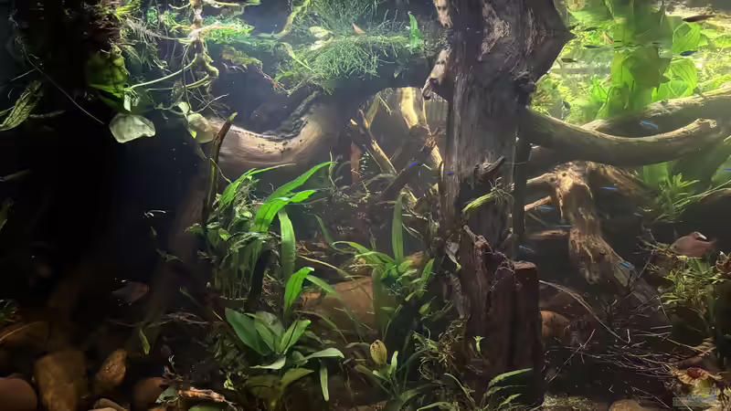 Einbluck von cws (11)