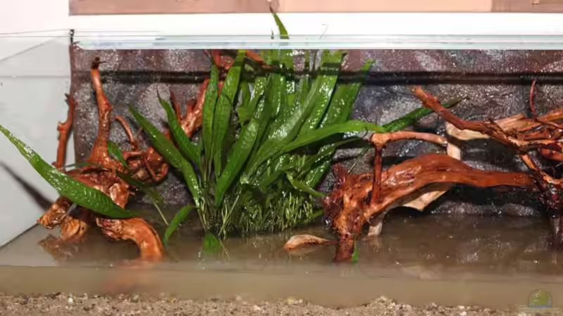 einbringen der Pflanzen im Becken ...  von AjakAndi (10)