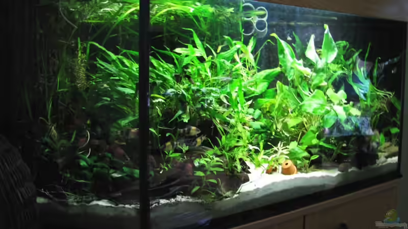 Eindeutig zu viele Pflanzen, ist auch noch nicht fertig... von Lixa (2)