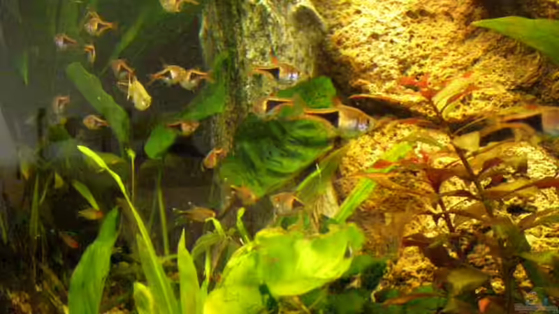 Eindruck von SeLo (2)