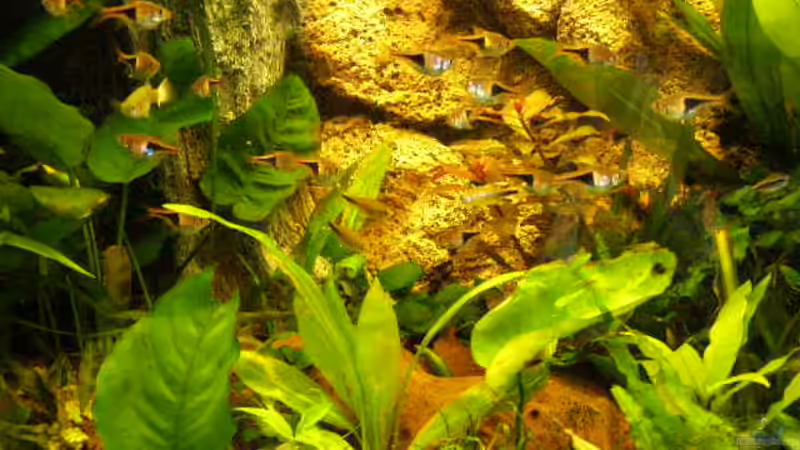 Eindruck von SeLo (3)