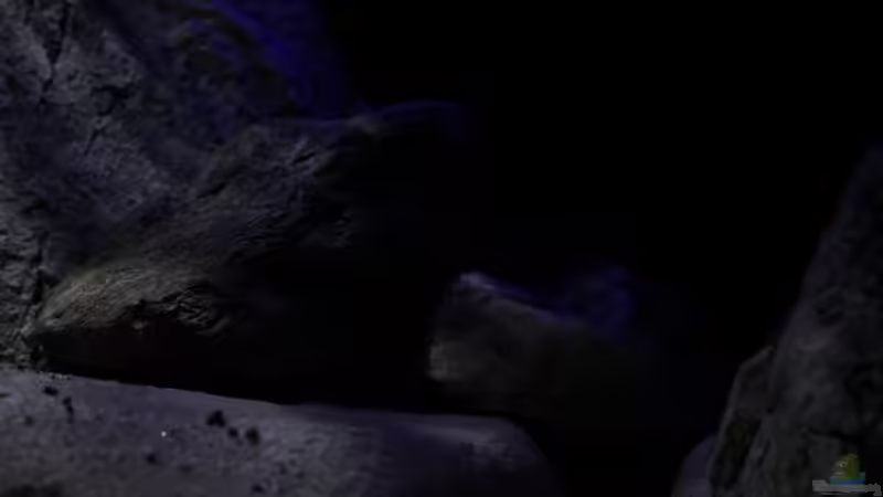 ´Eindrücke´. von The Pictus catfish (10)