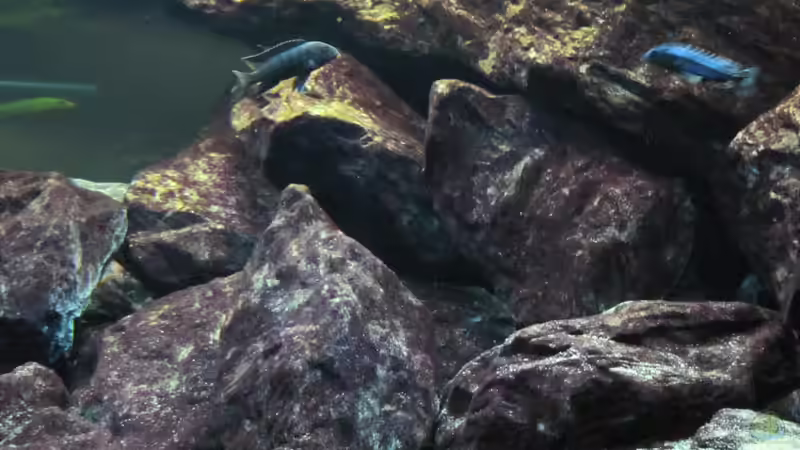 Eindrücke 21.01.2010 von THORS10 (4)