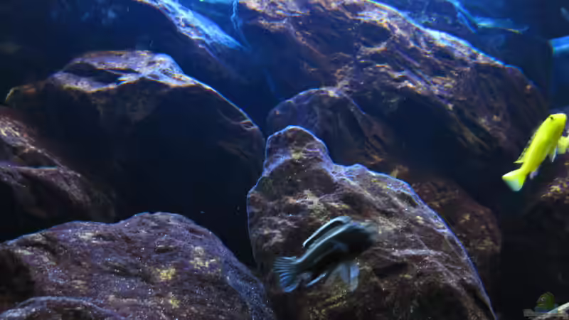 Eindrücke 21.01.2010 von THORS10 (7)