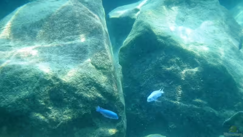 Eindrücke aus dem See bei Kawanga Rocks - Bild 1 von Florian Bandhauer (10)