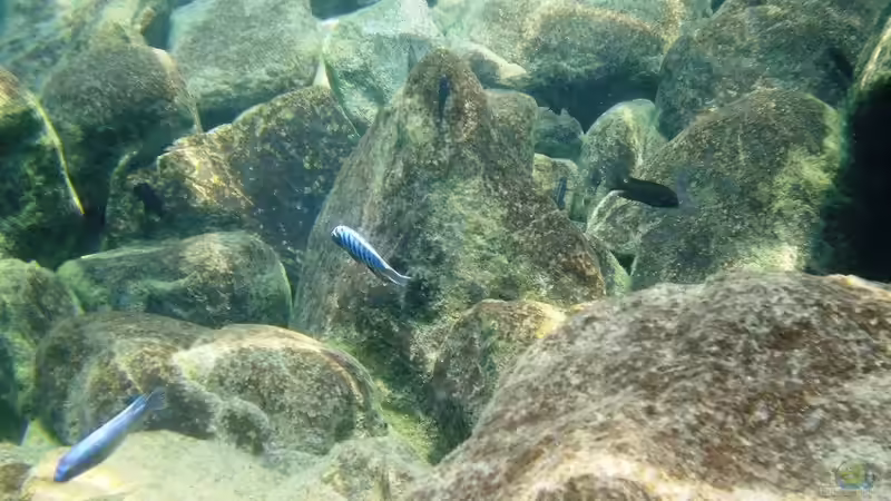 Eindrücke aus dem See bei Kawanga Rocks - Bild 3 von Florian Bandhauer (12)