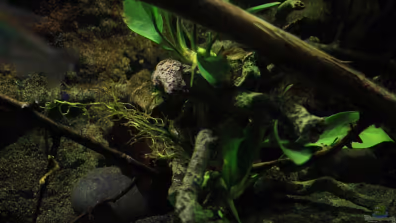 Eindrücke im Dämmerlicht von Florian Bandhauer (16)