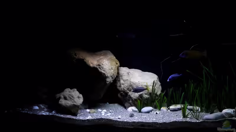 Eindrücke mit den Stein Nachbildungen im Becken von Florian Bandhauer (34)