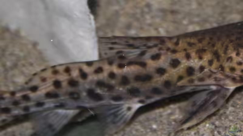 Synodontis njassae im Aquarium halten (Einrichtungsbeispiele für Njassa-Fiederbartwels)