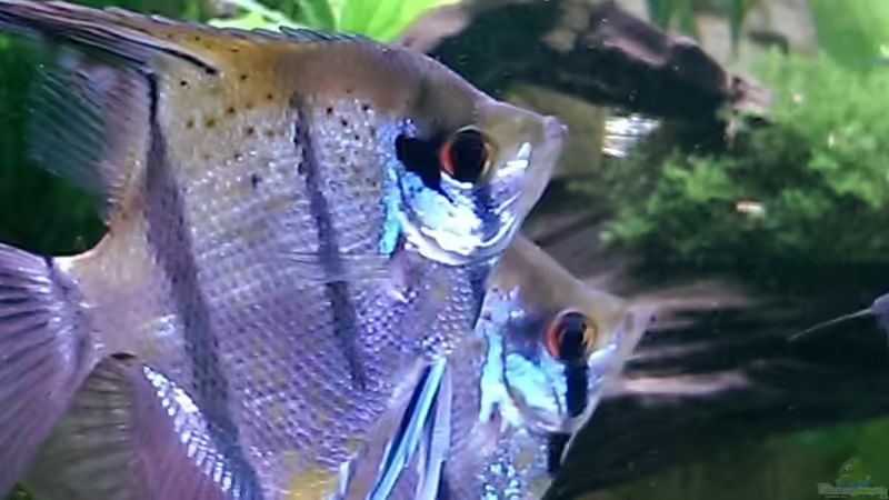 Eindrücke von Ottche (89)