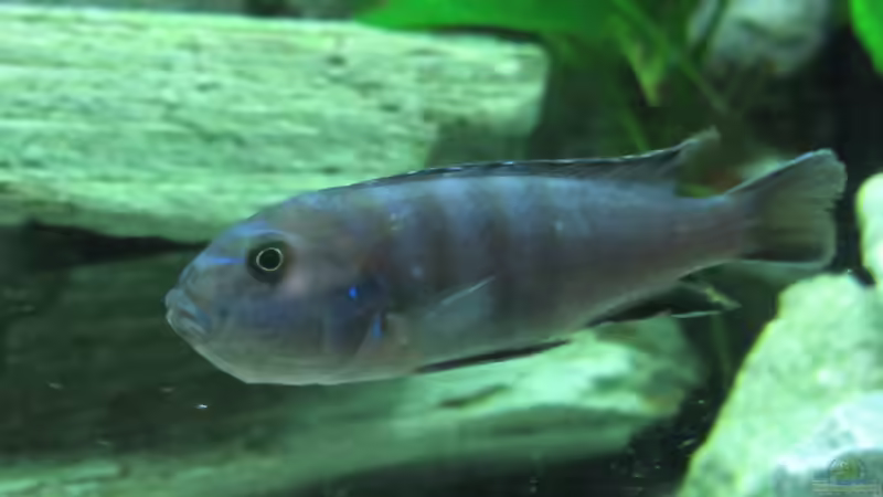 Eine, seiner Damen mit Brut von Mbuna (24)