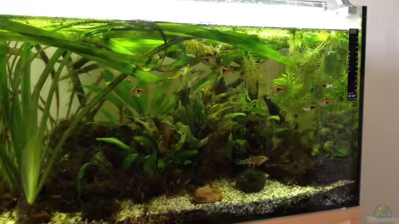 Eine aktuelle Sicht des Beckens von Bob Dylan