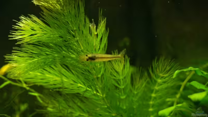 eine Amanogarnele von rasrol (2)