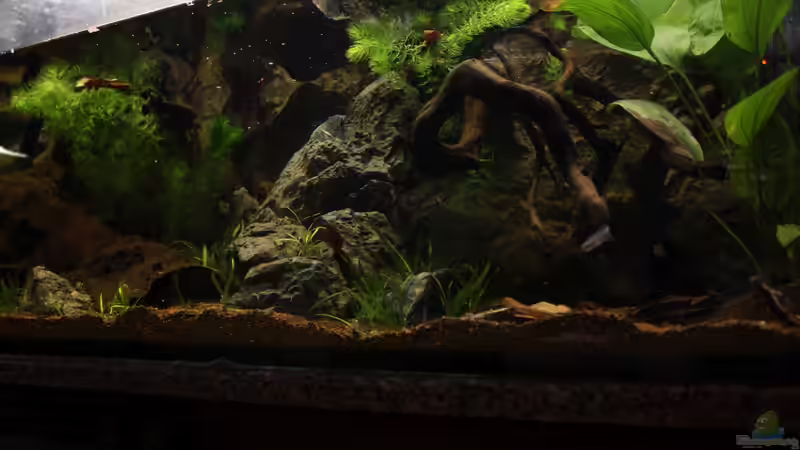 eine andere Perspektive(dreiviertel Wasserstand) von Falk (4)